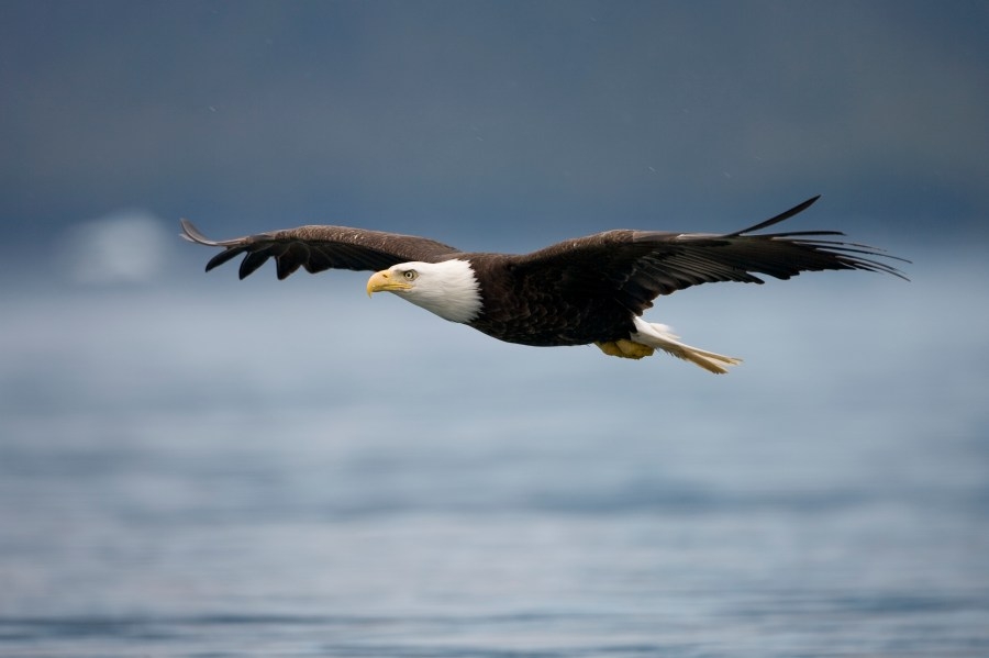 DEC announces 2025 BIRD NY Challenge