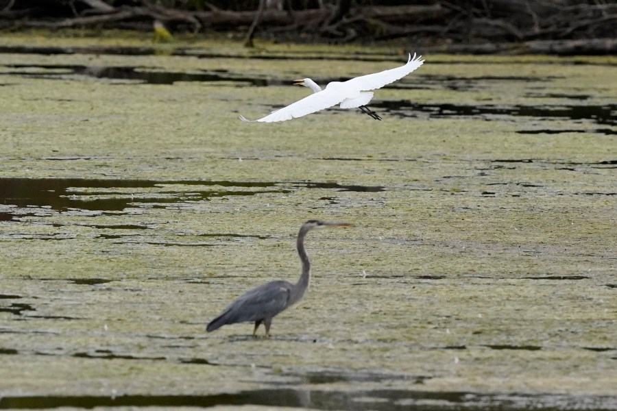 Tybee Spring Shorebird Festival