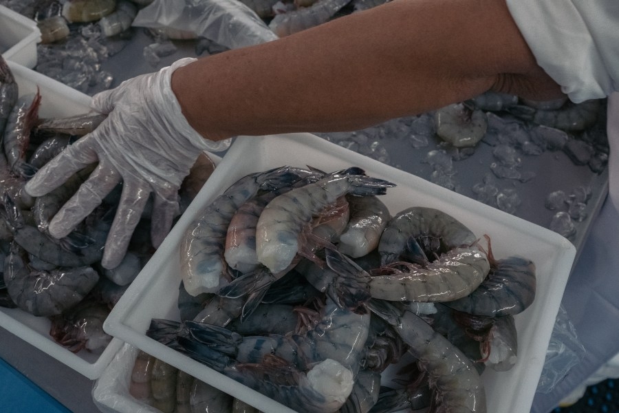 Snag could stop shrimp bill, substitute proposed