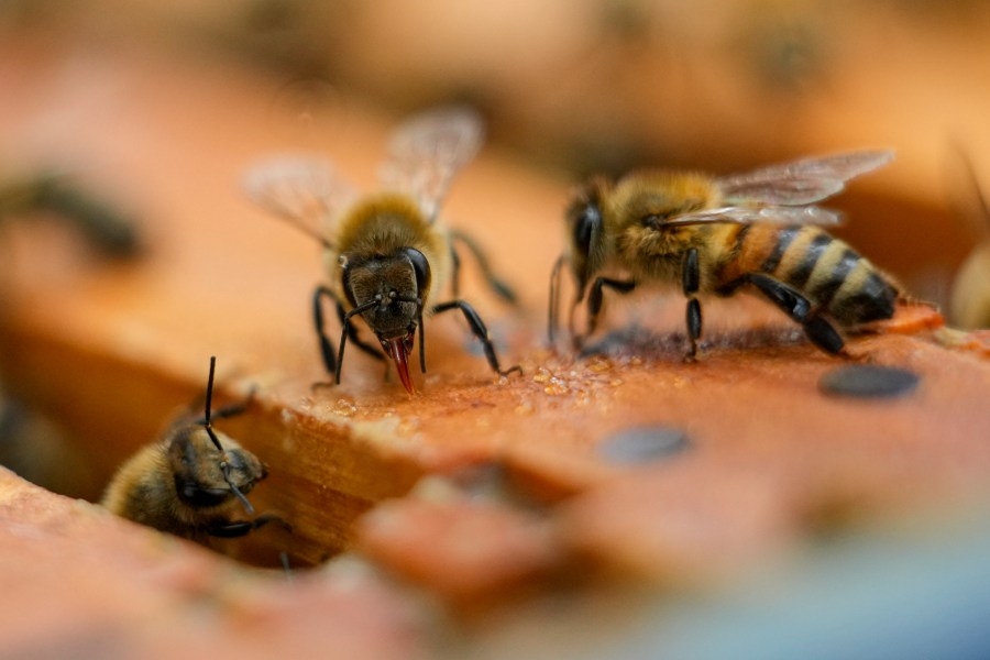 Savannah becomes an official Bee City USA