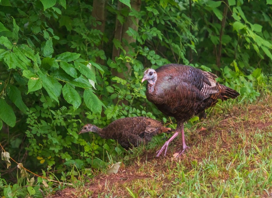 How to participate in Georgia's 2025 Turkey Poult Survey, why it matters