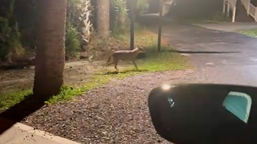 Coyote sightings increasing on Tybee Island