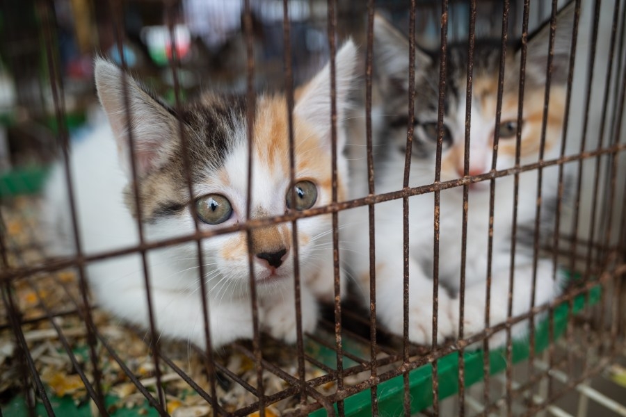 Bill banning sale pets on sidewalks, parking lots signed into law