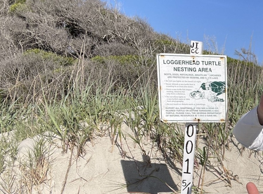 Georgia's first sea turtle nest of 2025 season confirmed