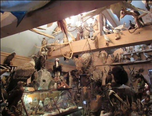 GA man sentenced in largest-ever bird mount trafficking case
