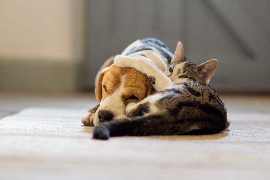 Beaufort Co. Animal services offers $20 ‘Beat the Heat' spays