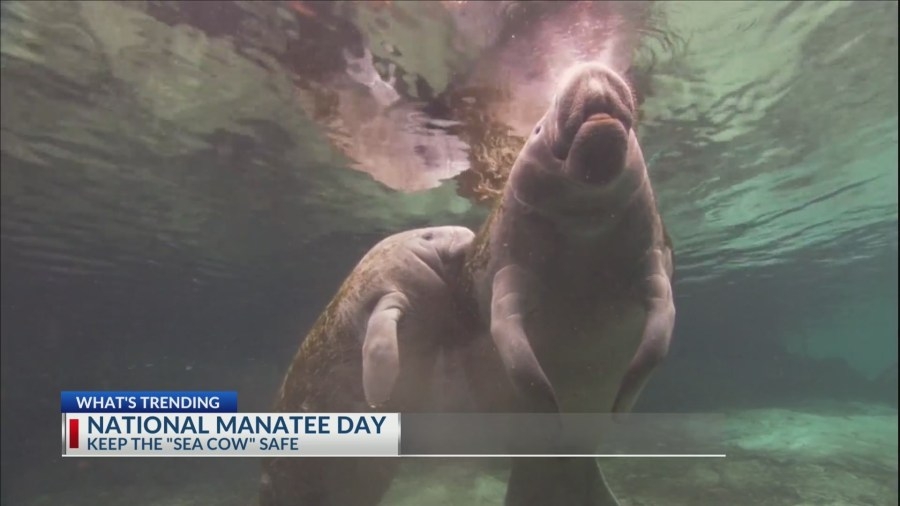 What's Trending: A Savannah icon, Manatees, Hampton Co. Grenade