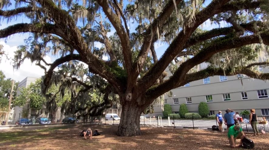 Savannah Tree Foundation's ‘Green Week' underway