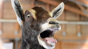 Baaaaad goat on the run in Gwinnett County