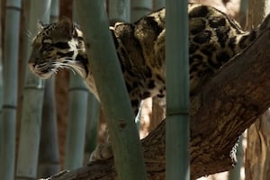 Zoo Atlanta announces death of clouded leopard Suhana