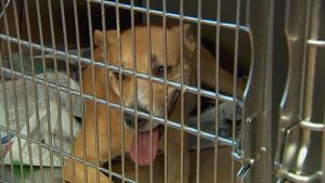 Could a law already on the books keep animals from staying years in shelters as evidence?