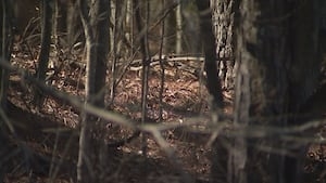‘Just don't burn outdoors:' Ga. firefighters battle nearly 500 wildfires in a week