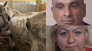 Horses, donkeys, pigs, goats and more rescued from north Georgia home