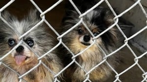 Metro shelter says dogs rescued from deplorable conditions should be up for adoption soon