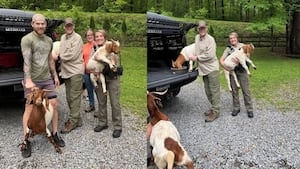 Herd of goats returned to owner after wandering 14 miles away
