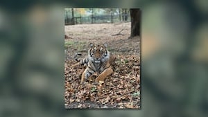 Zoo Atlanta welcomes new resident to facility, paired with Bob the tiger