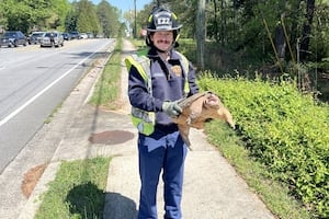 Roswell Fire Department rescues unlikely pedestrian on busy roadway