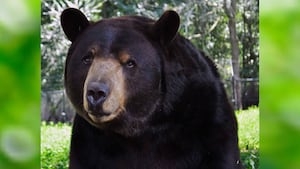 Henry Co. animal sanctuary says goodbye to beloved bear