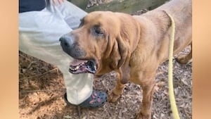 K9 tracks down missing child in Stockbridge