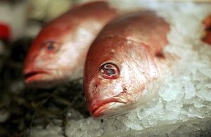 Kemp joins Florida, South Carolina request to directly manage fish populations instead of feds
