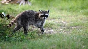 DeKalb County officials confirm rabid raccoon found in Dunwoody