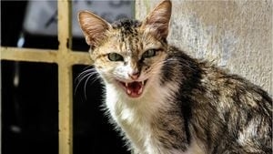 Feral cat tests positive for rabies after capture in Alpharetta