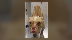 Cobb couple charged with cruelty after emaciated dog found during warrant search