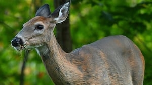 Second case of ‘zombie deer disease' confirmed in GA