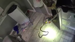 Newton County deputies remove snake from home