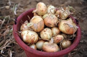 Famous Georgia-grown Vidalia onions headed back to stores on April 15