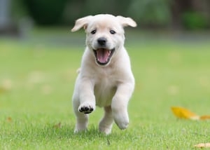 Georgia Senator introduces bipartisan ‘BARK Act' to help animal shelters get supplies, donations