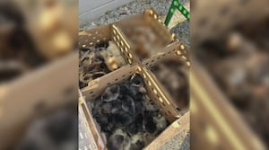 Feed store says USPS has delivered hundreds of dead baby chickens since sorting center opened