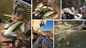 GA wildlife officials have a ‘stunning' way to conduct ‘fish census'