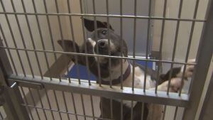 DeKalb County commissioners to discuss adding 6 new animal kennels, extending contract with Lifeline
