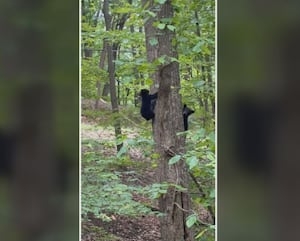 Orphaned bear cubs find new home at Georgia wildlife reserve