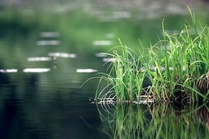 Man jumps into GA river while game warden was checking fishing licenses