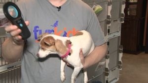 Metro Atlanta animal groups urge pet owners to check their chips after microchip company closes