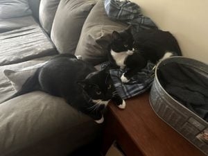 Lawmakers propose adding pets to Georgia family, dating violence protective orders