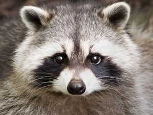 Raccoon tests positive for rabies in Forsyth County, officials say