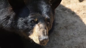 Woman crashes into bear while driving in north Georgia