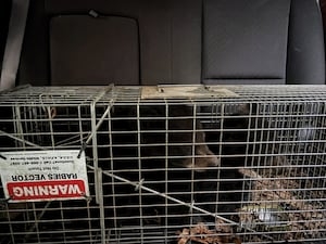 Orphaned bear cubs safely caught in north GA mountains