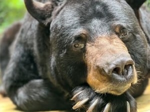 Bear Hollow Zoo in Athens says goodbye to long-time black bear resident