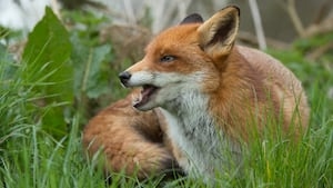 Fox tests positive for rabies in Peachtree City, child bitten