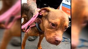 ‘It was startling': Buckhead couple detail finding starving dog that led to R&B singer's arrest