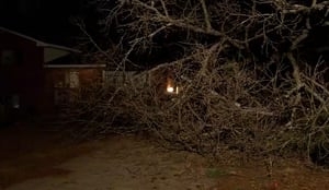 Tree narrowly misses house, but damages mother's car she uses for catering business