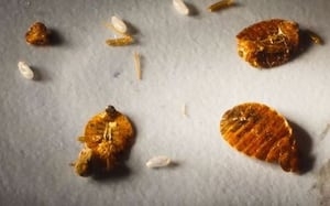 Metro area city ranks in top 10 for bed bugs across US