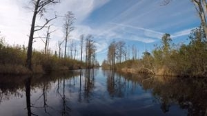 Lawmakers reintroduce bills to protect Okefenokee Wildlife Refuge from mining