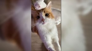 Pet owners warn opioid pain reliever makes cats act like zombies
