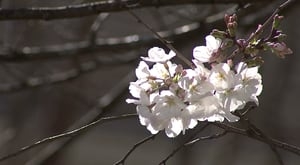 Atlanta pollen count hits 4 digits for first time this year