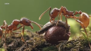 UGA insect expert says Asian needle ants could be a hidden danger for some